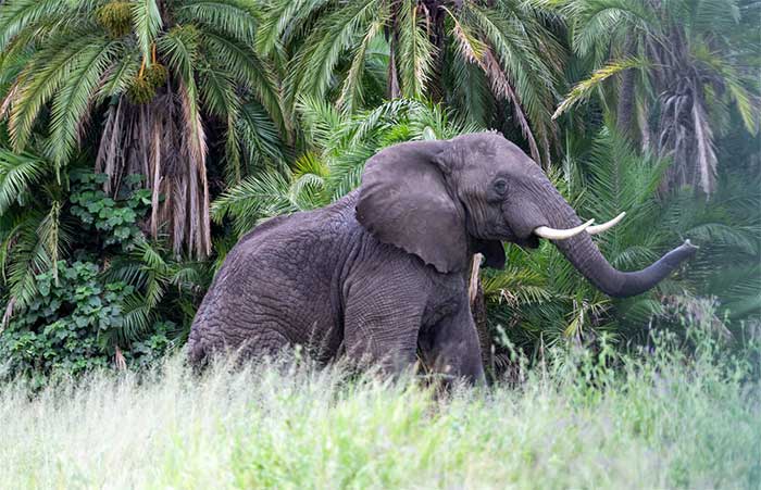 tanzania finally protecting its forests