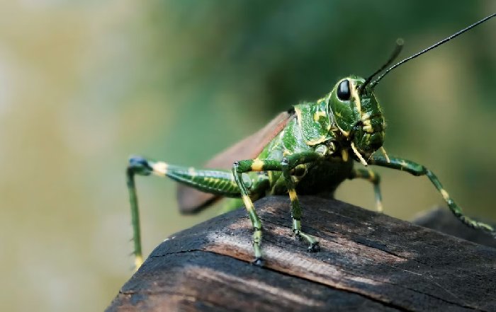 Article Image for Community-Led Conservation in the Brazilian Pantanal