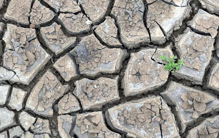 Article Image for Environmental Challenges Shaping Policy Around the World