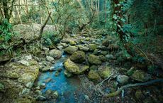 Article Image for Forest Bathing and Its Global Appeal