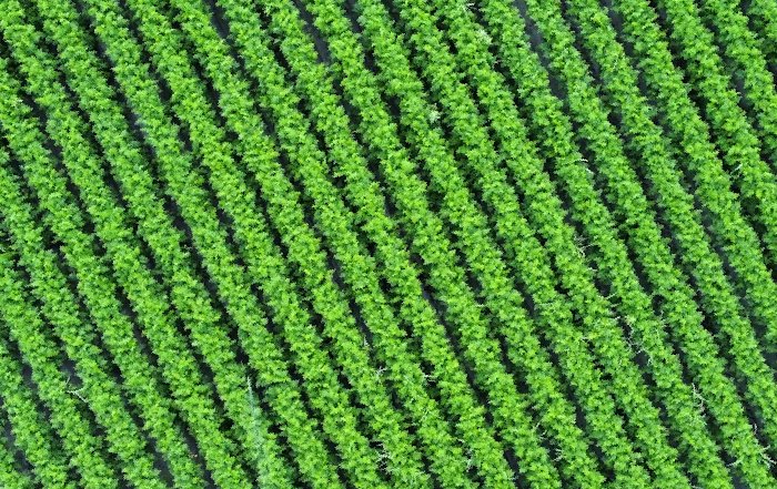 Article Image for Precision Agriculture in the American Midwest