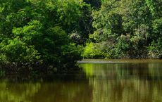 Article Image for Preserving Biodiversity in the Amazon Rainforest