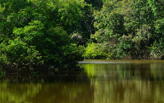 Article Image for Preserving Biodiversity in the Amazon Rainforest