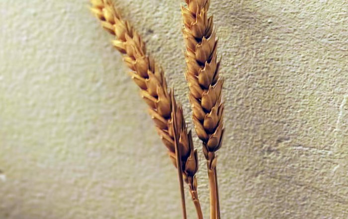 Article Image for The Ethics of Gene Editing in Agriculture