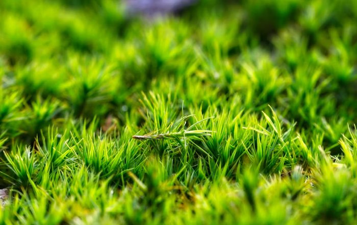 Article Image for The Future of Biodegradable Materials