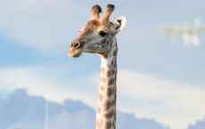 Article Image for Wildlife Conservation Efforts in Southern Africa