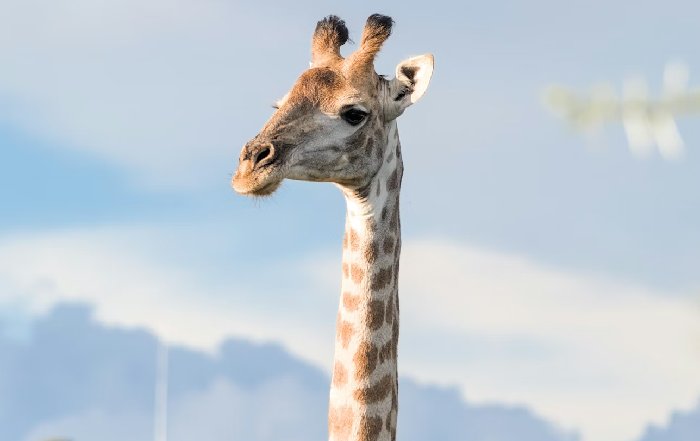 Article Image for Wildlife Conservation Efforts in Southern Africa